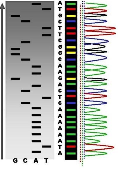 Primarna struktura proteinov Določanje AK zaporedja: Direktni (a, b) in indirektni (c) način določanja a) Edmanova degradacija b) Masna spektrometrija c) Sekvenciranje gena