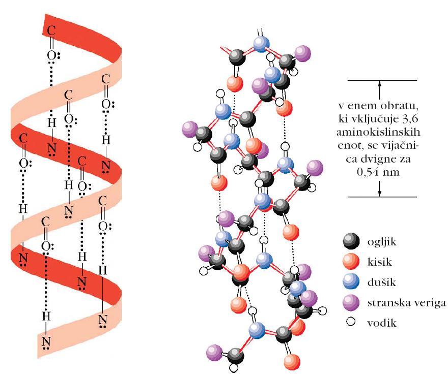 Elementi (urejene) sekundarne strukture: desnosučna α-vijačnica Med N-H in C=O