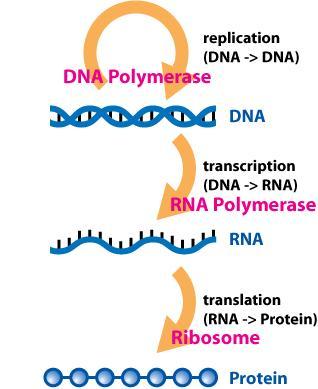 Sinteza proteinov prevajanje (translacija) DNA primarni transkript (mrna) mrna se