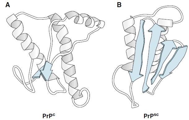 Sekundarne strukture v proteinu Zastopanost elementov