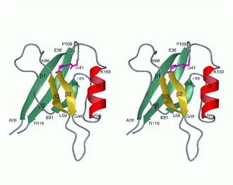 Terciarna (tridimenzionalna; 3D) struktura proteinov Protein zavzame določeno konformacijo - razporeditev vseh atomov v prostoru.