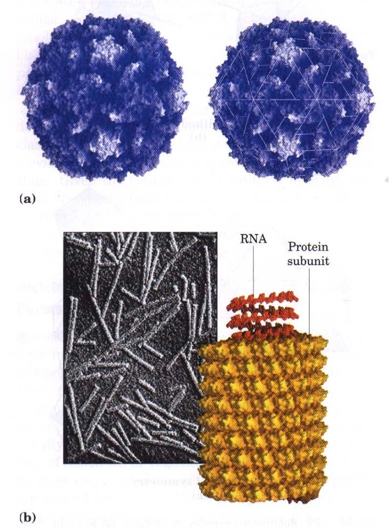 Kvartarna struktura Poliovirus -rotacijska simetrija Oligomerni proteini (več polipeptidnih verig podenot/protomerov, povezanih s šibkimi interakcijami) - dimer - 2 podenoti - oligomer 4-8 podenot