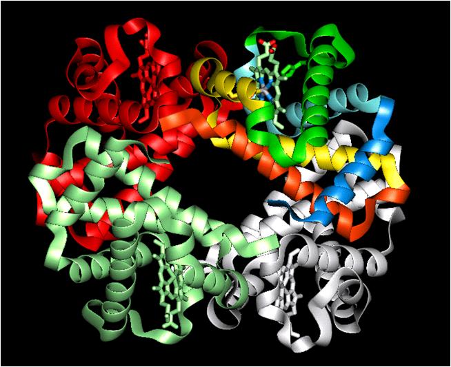 Vloga kvartarne strukture Regulatorna vloga: vezava liganda sproži interakcije med podenotami velika sprememba v aktivnosti proteina kot odraz na majhne spremembe konc.