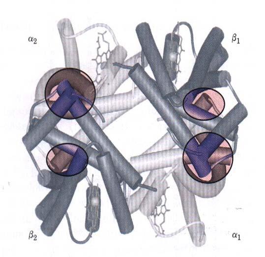 Proteini, ki vežejo kisik Mioglobin (Mb) 1 polipeptidna veriga Vsebuje 1 prostetično skupino hem Hemoglobin (Hb) 4 podenote 2 α in 2 β (αβ) 2 Vsebuje 4 prostetične skupine hem Hem