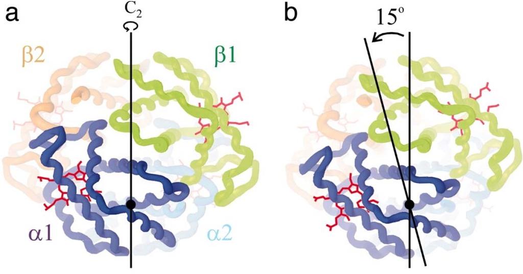 Interakcije med podenotami Hb (αβ) Hb obstaja v 2 različnih konformacijah: R in T O 2 ima večjo afiniteto do stanja R Stanje T (deoksihemoglobin) je