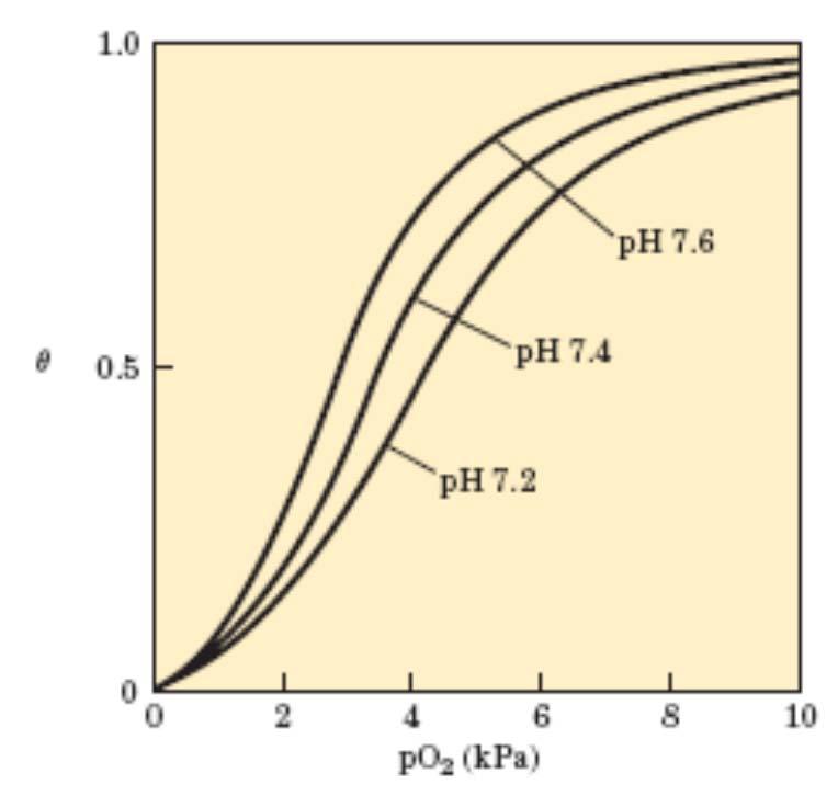 H + in CO 2 vplivata na oksigenacijo/deoksigenacijo Hb Na vezavo kisika na Hb vpliva H + (Bohrov efekt) Saturacijske krivulje Hb pri različnih ph Hb + O 2 HbO 2 HbO 2 + H + HHb + + O 2 tkiva pljuča