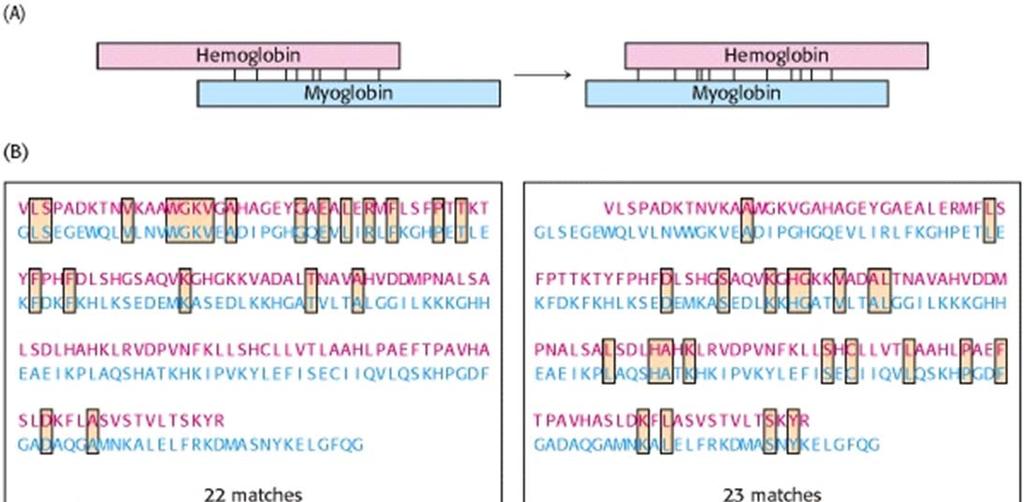 Mioglobin in hemoglobin spadata v družino