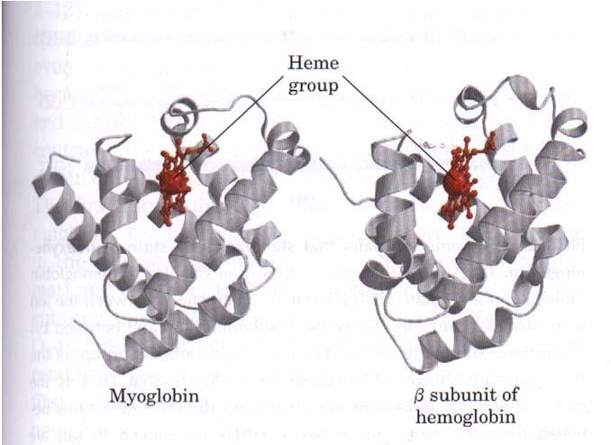 mioglobinom Globinsko zvitje Mb β podenota Hb
