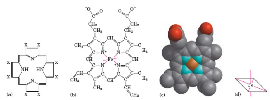 Prostetična skupina v proteinih, ki vežejo kisik, je hem porfirin protoporfirin IX - hem Fe vezano s 4