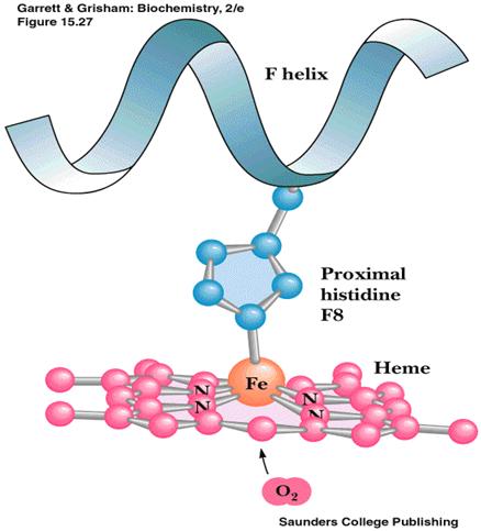 Umestitev hema v protein (globin) Fe tvori 4 koordinativne vezi s pirolovimi obroči v hemu ligand Ravnina, v kateri