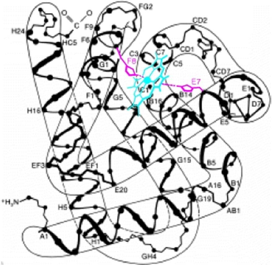 Kisik je ligand hema v hemoglobinu in mioglobinu: