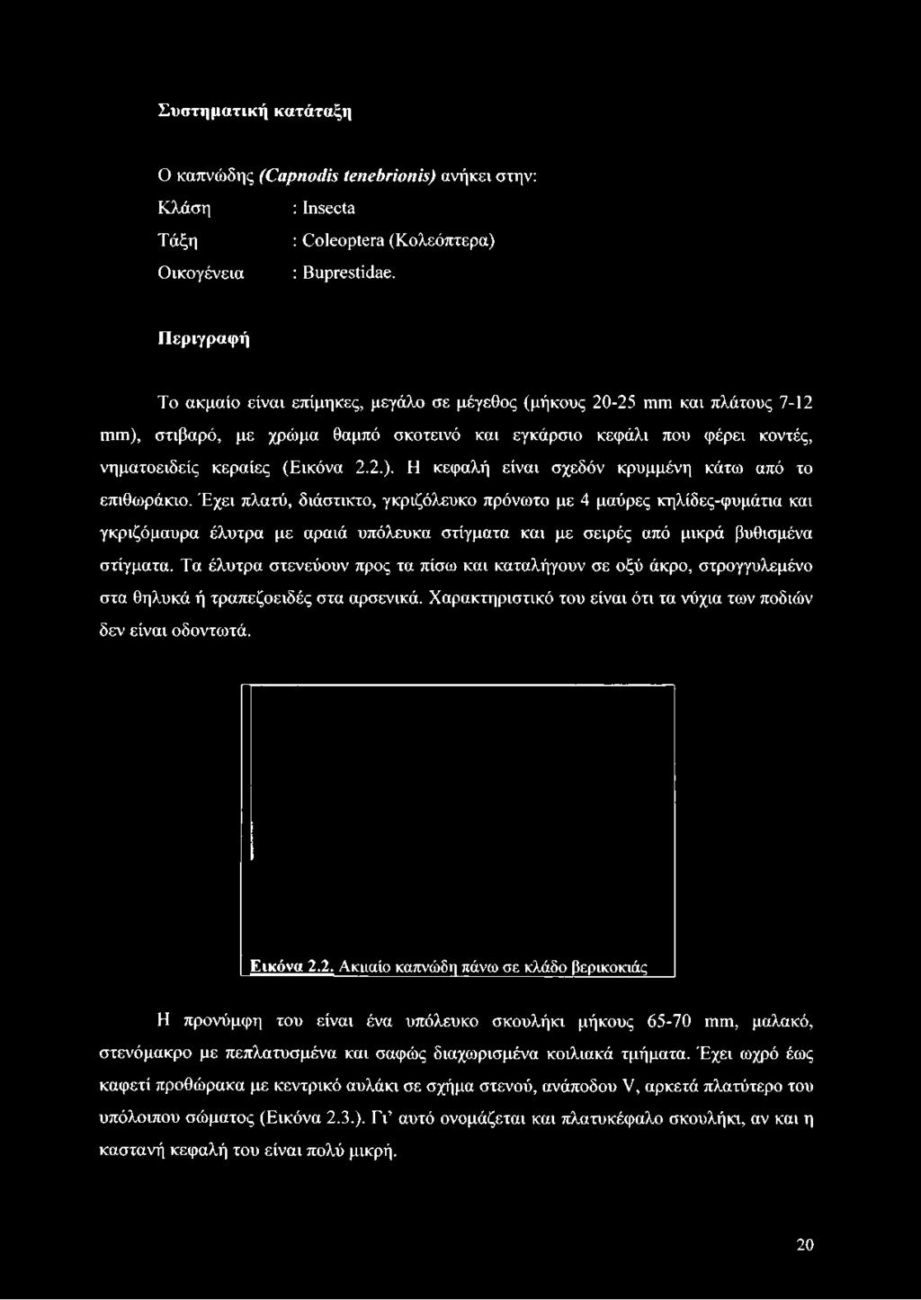 2.2.). Η κεφαλή είναι σχεδόν κρυμμένη κάτω από το επιθωράκιο.