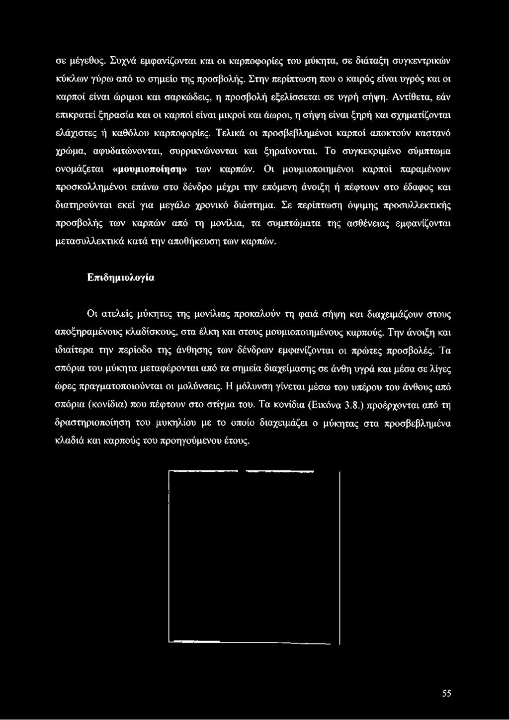 Αντίθετα, εάν επικρατεί ξηρασία και οι καρποί είναι μικροί και άωροι, η σήψη είναι ξηρή και σχηματίζονται ελάχιστες ή καθόλου καρποφορίες.