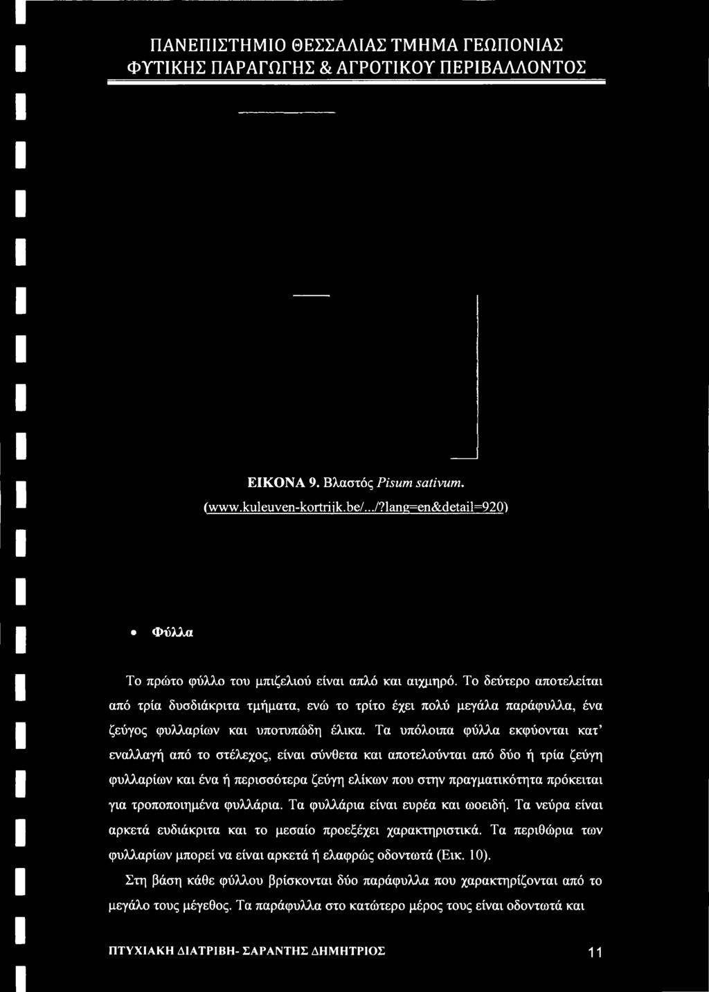 Τα νεύρα είναι αρκετά ευδιάκριτα και το μεσαίο προεξέχει χαρακτηριστικά.