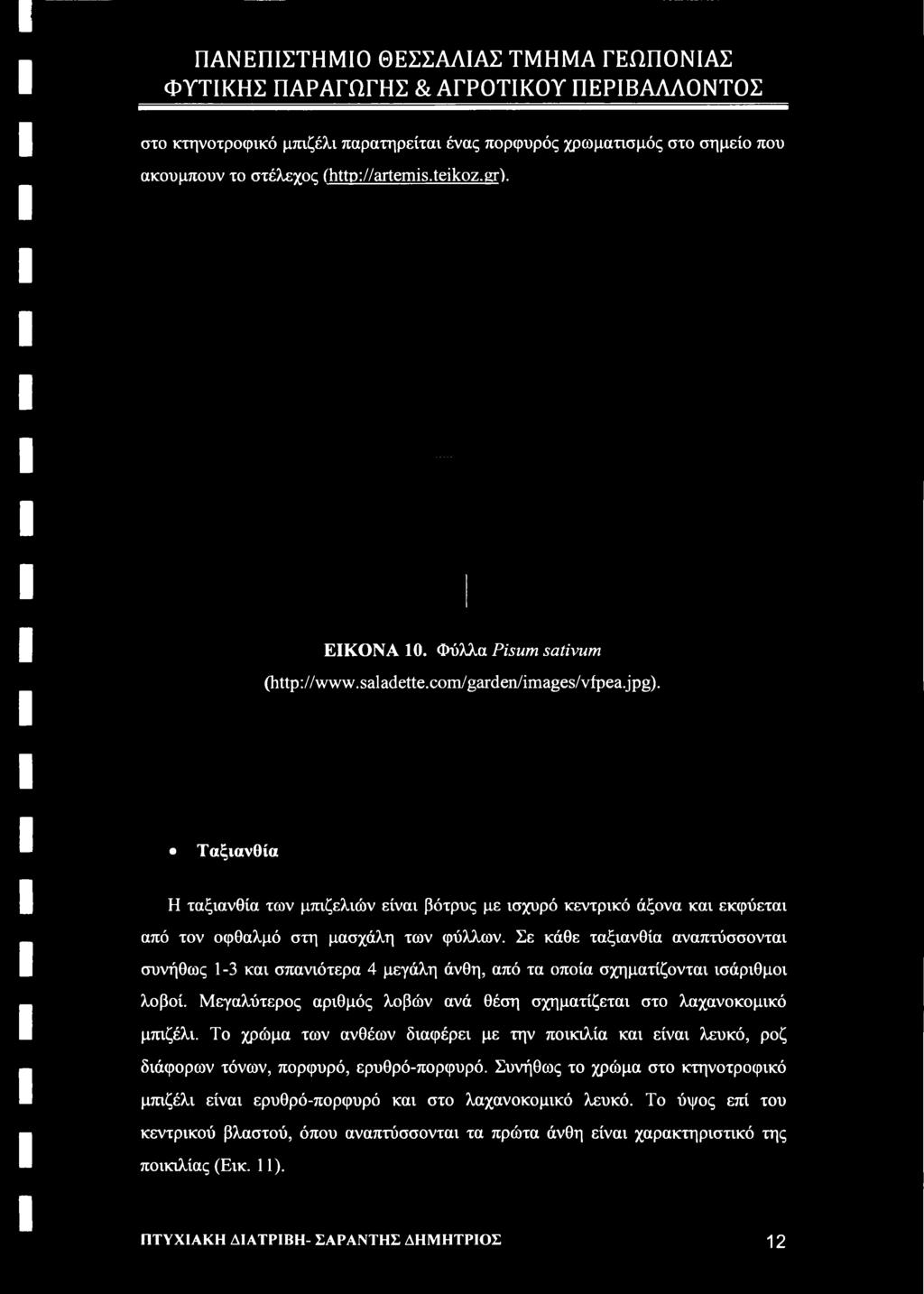 Μεγαλύτερος αριθμός λοβών ανά θέση σχηματίζεται στο λαχανοκομικό μπιζέλι.