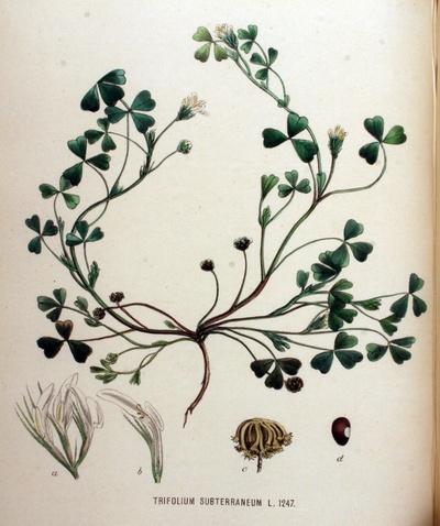 Trifolium