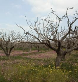 και στις Κυκλάδες (Γεωργιάδου, 2009).