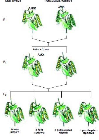 P ΚΚ ΛΛ X κκ λλ γαμέτες Κ Λ κ λ F 1 Κκ Λλ F 1 x F 1 Κκ Λλ x Κκ Λλ ΚΛ Κλ κλ κλ ΚΛ ΚΚ ΛΛ ΚΚ Λλ Κκ ΛΛ Κκ Λλ