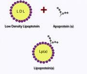 Δομή Lp(a)= Απολιποπρωτεΐνη Β100 (LDL) που ενώνεται με