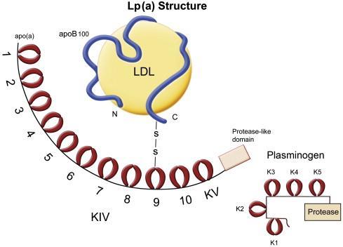 Η Lp(a) αποτελεί μόριο ένωσης