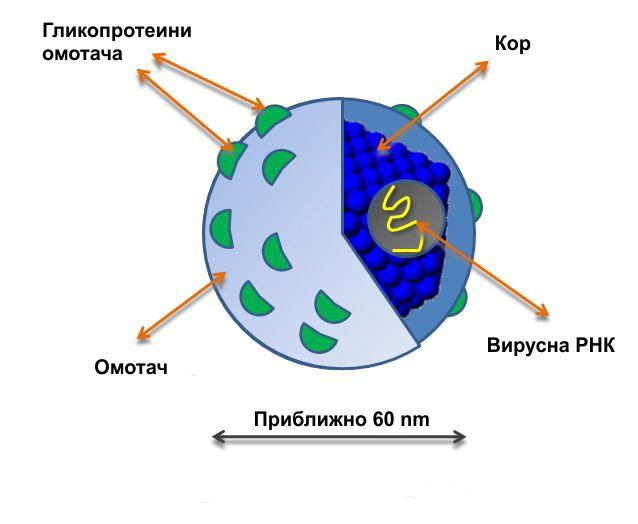 1 УВОД 1.1 Вирус хепатитиса Ц Данас се хепатитис Ц вирус (HCV од енг.