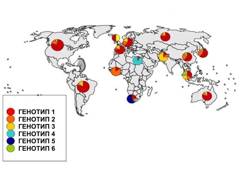 Слика 1.5. Глобална дистрибуција HCV генотипова. Извор: World Health Organization, 2013.