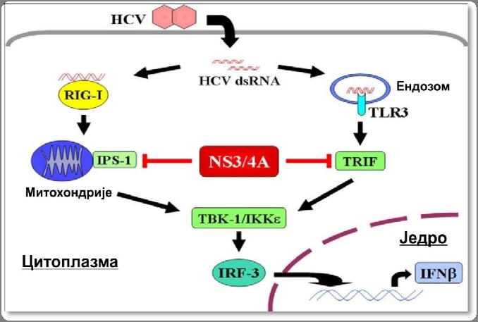 регулаторног фактора 3 (IRF-3 од енг. Interferon Regulatory Factor 3) одговорног за продукцију IFN-.