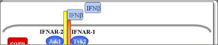 TIR-domain-containing adapter-inducing interferon-β) протеина (Слика 1.8.