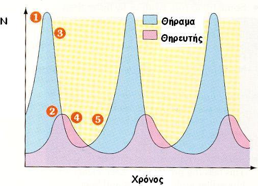 Η σχέση «θηρευτής - θήραμα» αναλυτικά Ο πληθυσμός των θηραμάτων αναπαράγεται & αυξάνει έχοντας διαθέσιμη τροφή (1) Η αύξηση του μεγέθους του πληθυσμού των θηραμάτων σημαίνει αύξηση διαθέσιμης τροφής