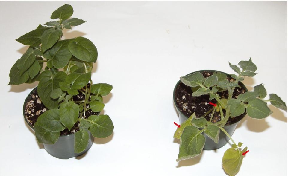 Βιολογικοί διεγέρτες αντοχής των φυτών Μυκορριζικοί μύκητες Glomus spp.