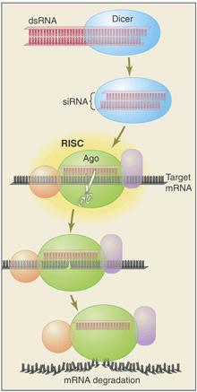 Σίγηση RNA Μηχανισμός άμυνας των φυτών έναντι των ιικών μολύνσεων Εξειδικευμένη ως προς την