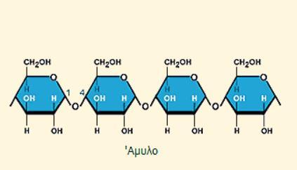 Άμυλο Πολυμερές της γλυκόζης (απαντάται στα φυτικά κύτταρα).