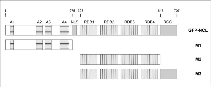 Υλικά και Μέθοδοι Εικόνα Μ2: Σχηματική αναπαράσταση πεπτιδικών τμημάτων της NCL έπειτα από απαλοιφή συγκεκριμένων περιοχών του γονιδίου της, συζευγμένα με τη GFP-πρωτεΐνη, η οποία εδράζεται στο
