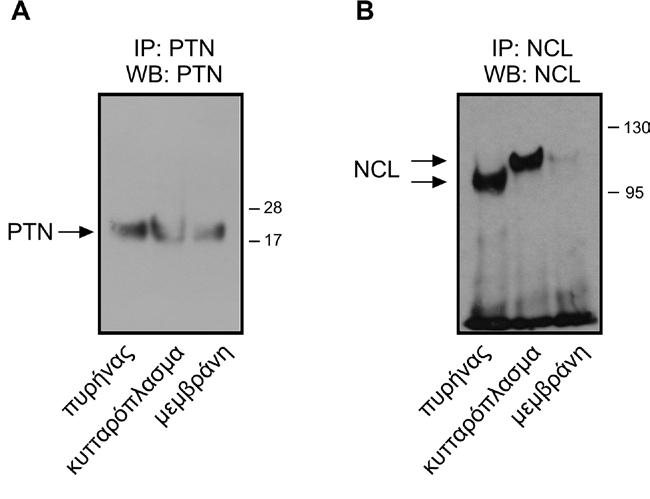 Αποτελέσματα Εικόνα Α4: Μελέτη της ενδογενούς έκφρασης της PTN και της NCL σε πυρηνικό, κυτταροπλασματικό και μεμβρανικό εκχύλισμα πρωτεϊνών κυττάρων U87MG.