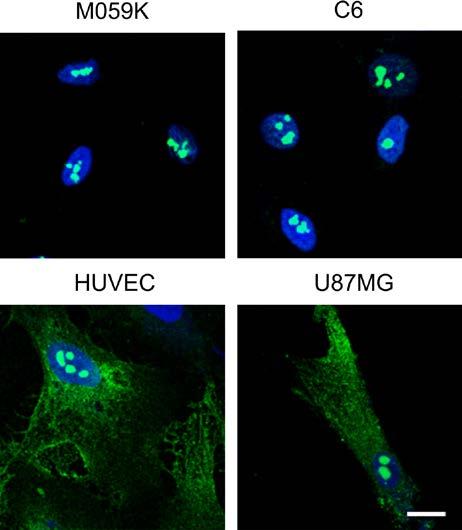 Αποτελέσματα Εικόνα Α13: Μελέτη του υποκυτταρικού εντοπισμού της NCL. Πραγματοποιήθηκε ανοσοφθορισμός με αντίσωμα έναντι της NCL (πράσινο) σε κύτταρα M059K, C6, HUVEC και U87MG.