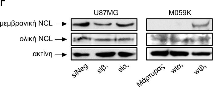 πλασμίδια που κωδικοποιούν τις υπομονάδες α ν (wtα ν ) ή β 3 (wtβ 3 ), καθώς και κυττάρων U87MG παροδικά διαμολυσμένων με sirna για αλληλουχία που δεν εκφράζεται (sineg) ή sirnas για τις υπομονάδες α