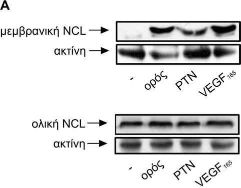 Αποτελέσματα Εικόνα Α16: Η PTN επάγει τη μετακίνηση της NCL από τον πυρήνα προς την επιφάνεια κυττάρων HUVEC.