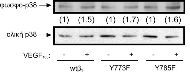 Αποτελέσματα Εικόνα Α34: Μελέτη επίδρασης του VEGF 165 στην ενεργοποίηση της κινάσης p38 σε σχέση με την παρουσία των τυροσινών 773 και 785 της υπομονάδας β 3.