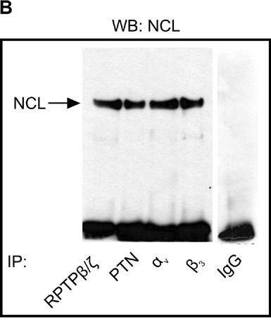 Αποτελέσματα Εικόνα Α36: Μελέτη αλληλεπίδρασης ανάμεσα στη NCL και τον RPTPβ/ζ ή την α ν β 3 σε ολικά πρωτεϊνικά εκχυλίσματα κυττάρων HUVEC.