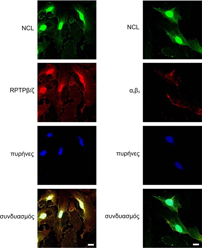 Αποτελέσματα Εικόνα Α37: Συνεντοπισμός της NCL με τον RPTPβ/ζ και την α ν β 3 σε κύτταρα HUVEC.