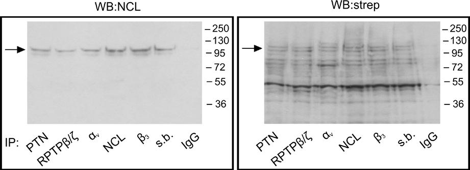 Αποτελέσματα Εικόνα Α39: Η NCL αλληλεπιδρά στην επιφάνεια κυττάρων U87MG με την PTN, τον RPTPβ/ζ και την α ν β 3. Kύτταρα U87MG επωάστηκαν με NHS-βιοτίνη.