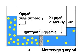 Ώσμωση Η διαπίδυση διαλύτου μέσω ημιπερατής μεμβράνης