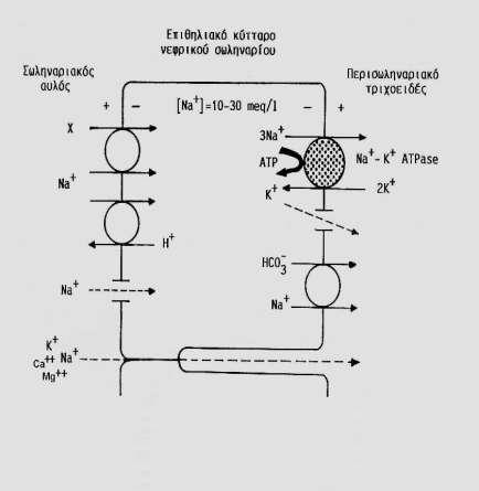 Ενεργητική μεταφορά Χ = γλυκόζη, αμινοξέα, φωσφόρος, κάλιο Μέσω αντλιών: Na + Κ + ΑΤΡαση* Η +