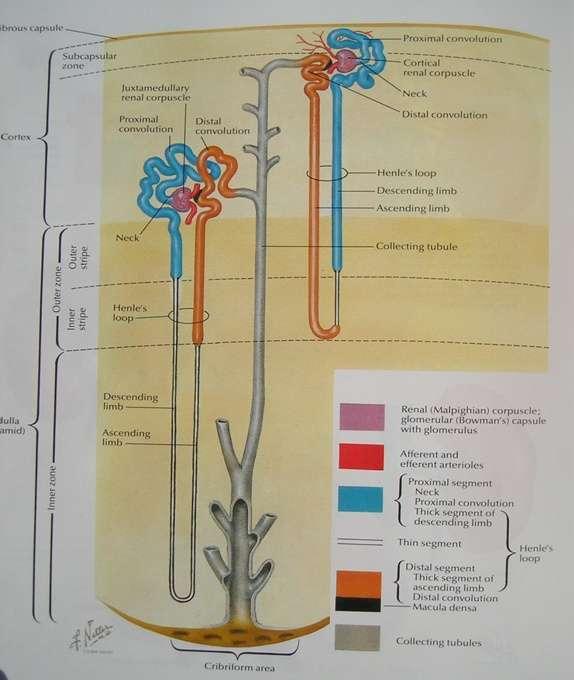κάθε νεφρό Τύποι νεφρώνων: