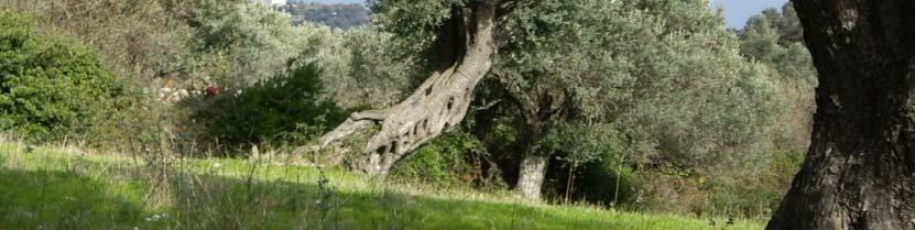 Περιοχή ερπυσμών. Ταξινόμηση σύμφωνα με την ταχύτητα κίνησης εδαφικών μαζών.