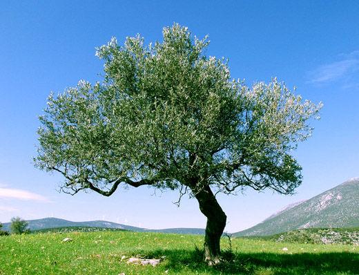 Η ΧΛΩΡΙΔΑ ΚΑΙ Η ΠΑΝΙΔΑ ΣΤΗΝ ΧΩΡΑ ΜΑΣ ΟΜΑΔΑ 1 Κορμπάκη