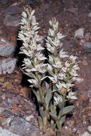 2:Cephalanthera cucullata Η ορχιδέα