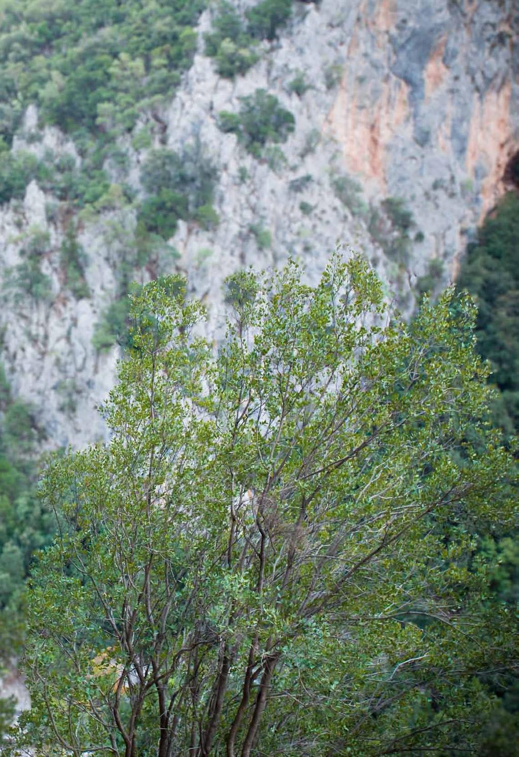 Ο Γιάννης Τορέλι στην Κλίκα