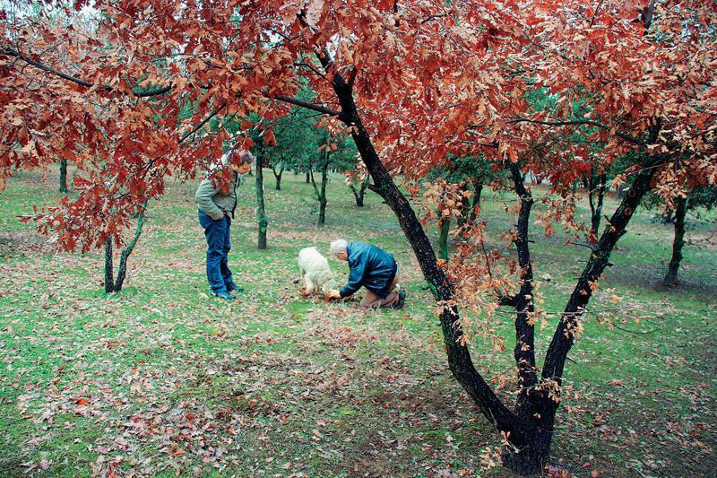 Δρυς η αρία (Quercus ilex): Το είδος αυτό διατηρεί το φύλλωμα όλο το χρόνο. Γίνεται συνήθως θάμνος ή μικρό δέντρο, αλλά μετά από πολλά χρόνια εξελίσσεται σε μεγάλο δέντρο.