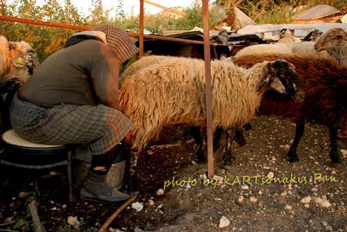 Ο υπολογισμός της ετήσιας γαλακτοπαραγωγής γίνεται με τον εξής τρόπο: Η παραγόμενη ποσότητα γάλακτος κατά την πρώτη γαλακτομέτρηση κάθε ζώου, πολλαπλασιάζεται με τον αριθμό των ημερών που μεσολαβούν